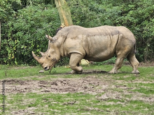 Rhinoceros White rhinoceros Black rhinoceros Plant Natural material Fawn