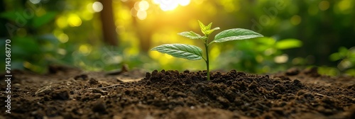 Lush green seedlings sprouting from nutrient rich soil in a garden or farm