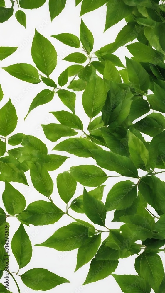 Obraz premium Green leaves on white background