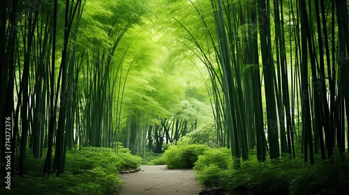 Serene sections of bamboo forest habitat  thriving in a lush and vibrant forest environment