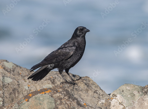 American Crow perched on a rock at the shore (Corvus brachyrhynchos)