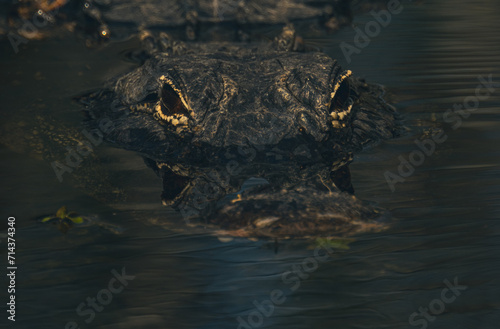 Aligator Eyes and Ripple In The Everglades photo