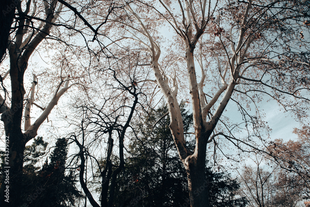 Tall branching bare trees with winding branches view from below. Abstract natural background of forest, park. Low-angle view of tree against sky. Tall branching bare trees with winding branches view from below. Abstract natural background of forest, park. Low-angle view of tree against sky.