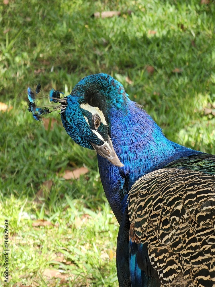 Fototapeta premium Bird Peafowl Phasianidae Beak Galliformes Natural material