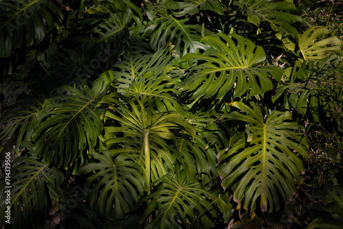 green tropical plants in the sun 