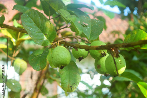 Young guavas start growing in the garden near the house