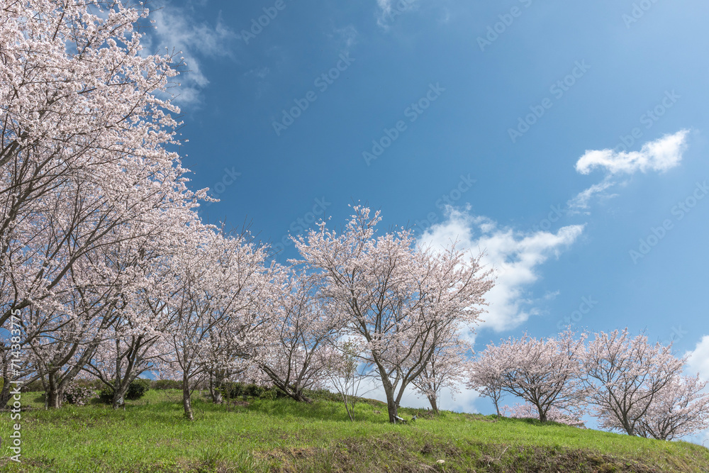 青空と満開の桜
Blue sky and cherry blossoms in full bloom 青空と満開の桜
Blue sky and cherry blossoms in full bloom