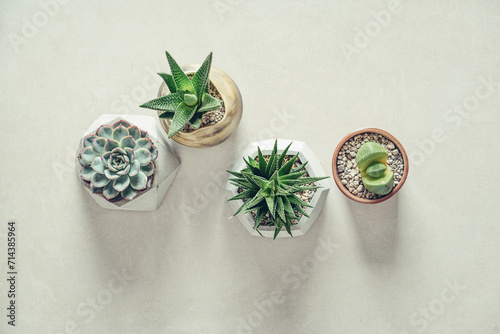 Houseplants (succulents) in pots on a light background, top view