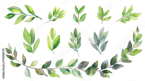 Collection of green watercolor foliage plants clipart on white background. Botanical spring summer leaves illustration. Suitable for wedding invitations  greeting cards  frames and bouquets.