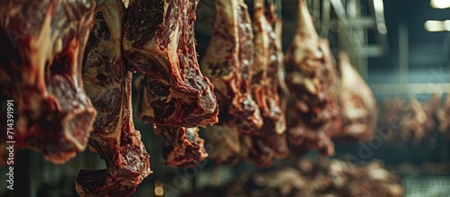 Beef carcasses hanging in slaughterhouse storage. photo