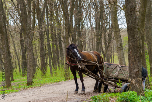 Horse in the forest. Background with selective focus and copy space © Iurii Gagarin