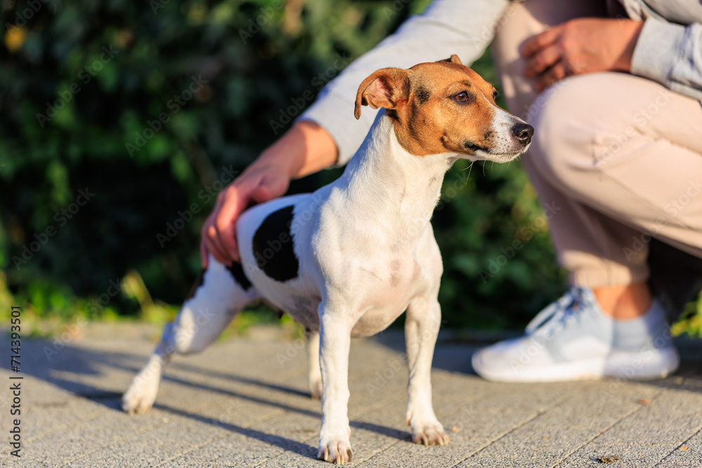 Cute Jack Russell Terrier dog on the sidewalk near the house. Pet portrait with selective focus and copy space Cute Jack Russell Terrier dog on the sidewalk near the house. Pet portrait with selective focus and copy space