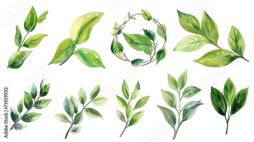 Collection of green watercolor foliage plants clipart on white background. Botanical spring summer leaves illustration. Suitable for wedding invitations  greeting cards  frames and bouquets.