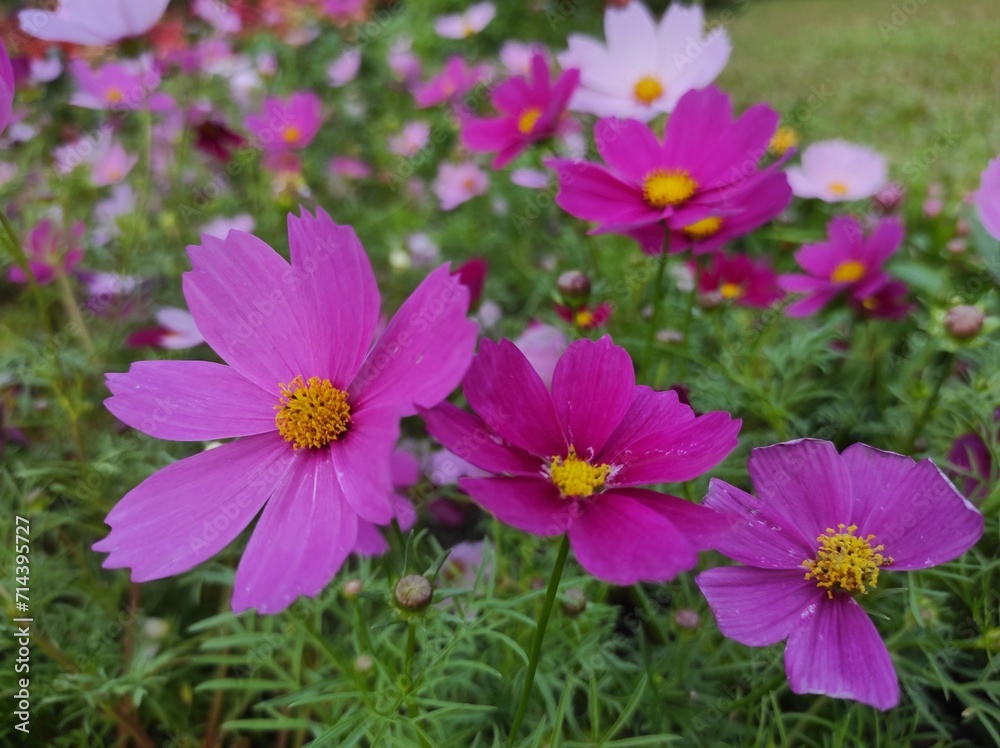 Cosmos bipinnatus, commonly called garden cosmos or Mexican aster Cosmos bipinnatus, commonly called garden cosmos or Mexican aster
