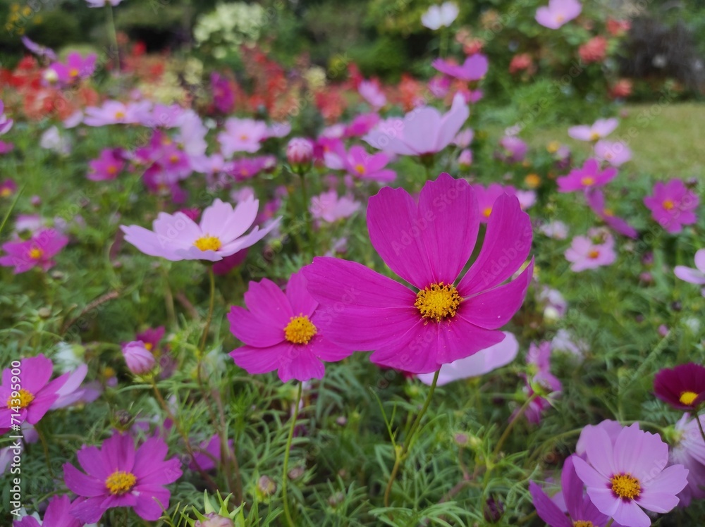 Cosmos bipinnatus, commonly called garden cosmos or Mexican aster Cosmos bipinnatus, commonly called garden cosmos or Mexican aster