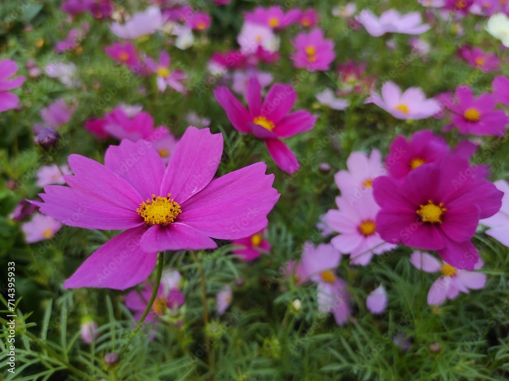 Cosmos bipinnatus, commonly called garden cosmos or Mexican aster Cosmos bipinnatus, commonly called garden cosmos or Mexican aster