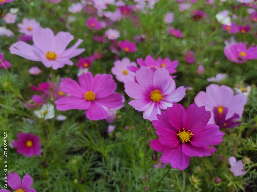 Cosmos bipinnatus, commonly called garden cosmos or Mexican aster Cosmos bipinnatus, commonly called garden cosmos or Mexican aster