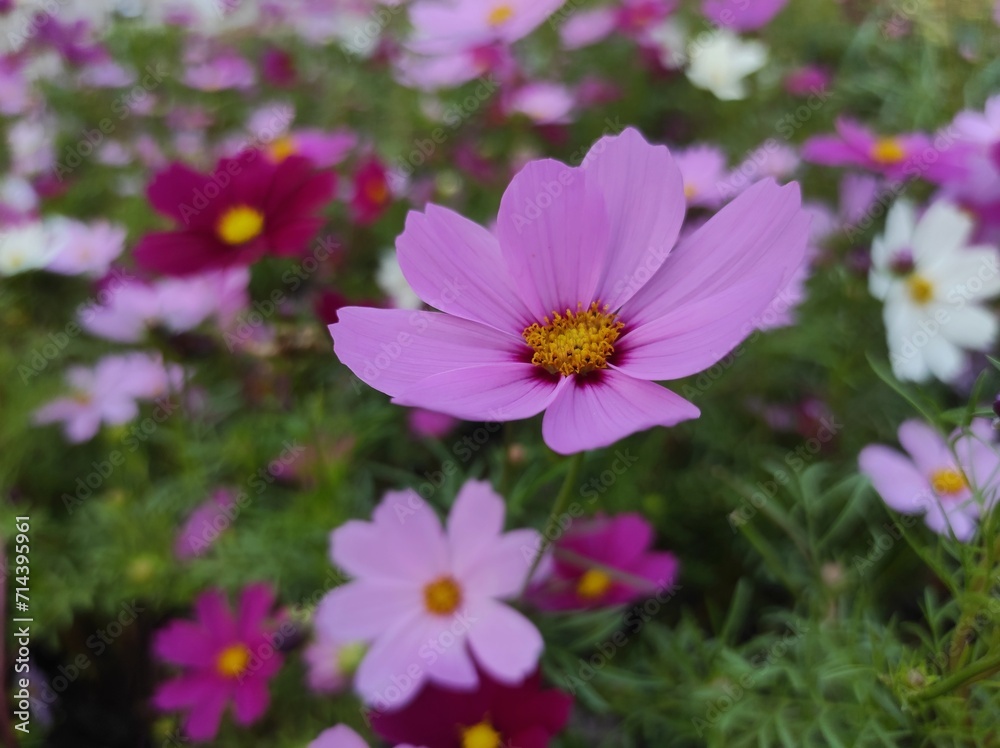 Cosmos bipinnatus, commonly called garden cosmos or Mexican aster Cosmos bipinnatus, commonly called garden cosmos or Mexican aster