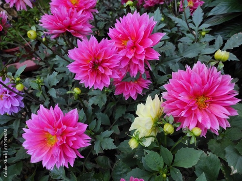 Dahlia pinnata or garden dahlia is a species in the genus Dahlia  family Asteraceae