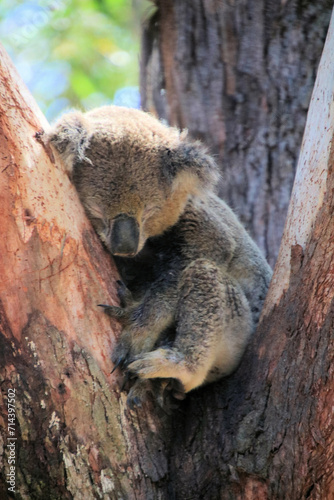Fototapeta Naklejka Na Ścianę i Meble -  Koala Asleep in a Eucalyptus Tree in the Australian Bush