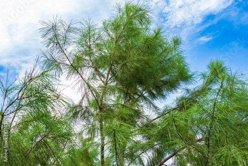 Sand pine tree  Pinus clausa  - Davie  Florida  USA