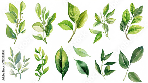 Collection of green watercolor foliage plants clipart on white background. Botanical spring summer leaves illustration. Suitable for wedding invitations  greeting cards  frames and bouquets.