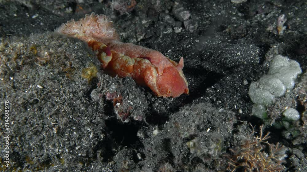 At night, a large red nudibranch sits on the rocky bottom of the tropical sea.
Spanish Dancer (Hexabranchus sanguineus) 600 mm. Capable of swimming by body flexions and mantle undulations. At night, a large red nudibranch sits on the rocky bottom of the tropical sea.
Spanish Dancer (Hexabranchus sanguineus) 600 mm. Capable of swimming by body flexions and mantle undulations.