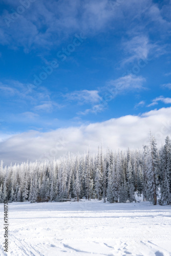 Winter Snow Covered Pine Trees in Utah © Michael