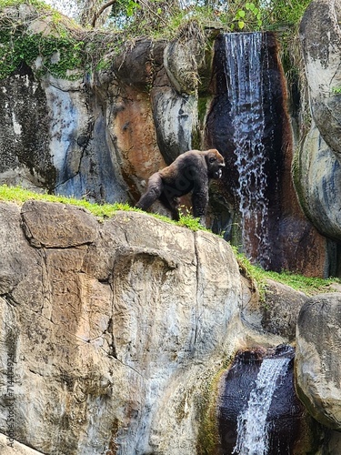 Busch Gardens Tampa Bay Water Plant Bedrock Carnivore Natural landscape