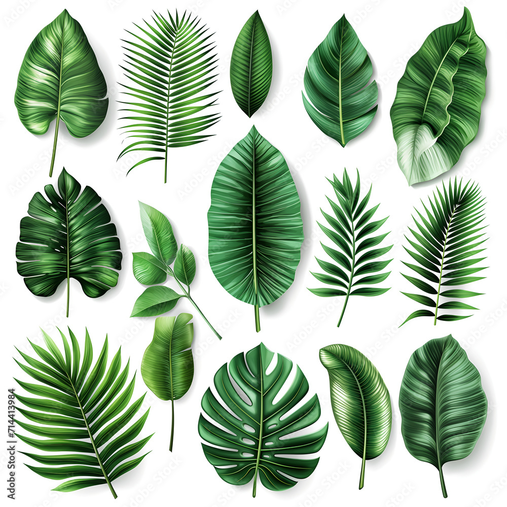set of green leaves on white background