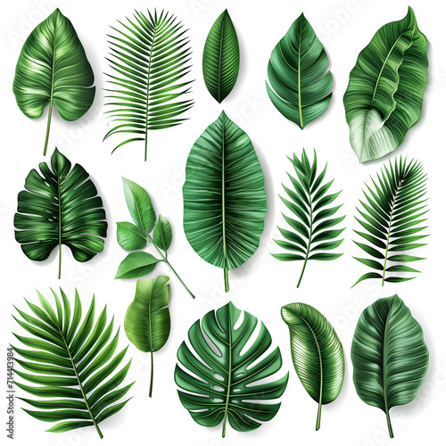 set of green leaves on white background