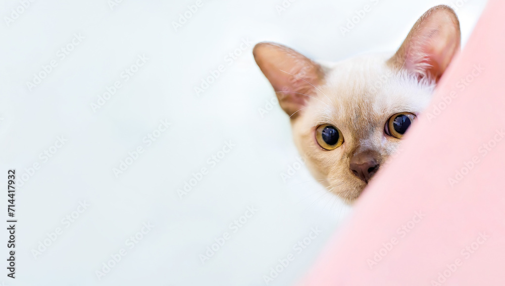 A pet kitten curiously peeks behind a soft pink curtain against a light blue background. A pet kitten curiously peeks behind a soft pink curtain against a light blue background.