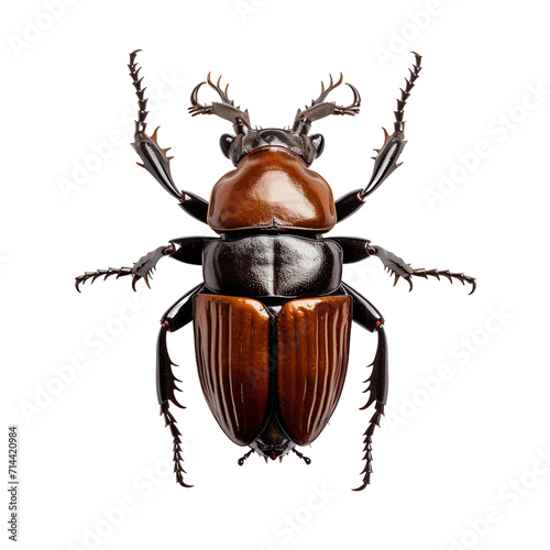 Lucaus cervus stag beetle png © msroster