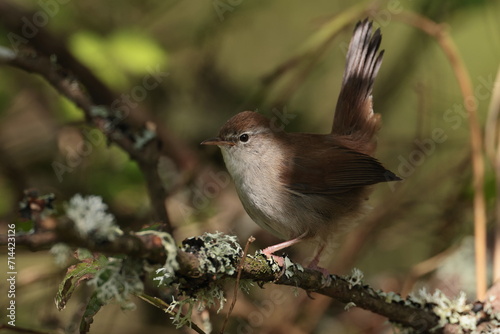 Cettis warbler. photo