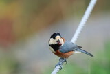 tightrope walking, Varied Tit in a natural park