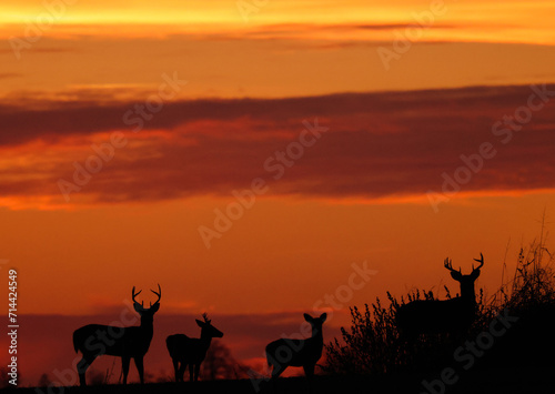 Deer enjoying a Kentucky Sunset © duaneups