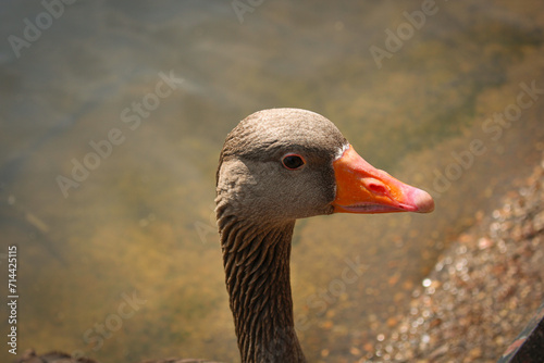Pato