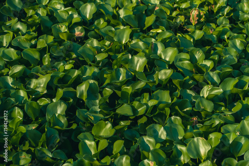 Water hyacinth plants float and fill the surface of the river water. Water hyacinth plants live wild on the surface of the river so that the river water is covered with water hyacinth plants. © Yasuspade