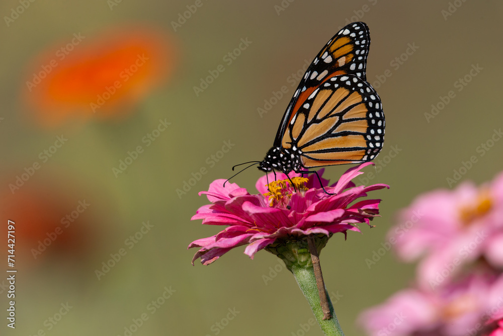 Naklejka premium Monarch Butterfly