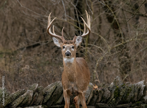 Big Buck Close-up © duaneups