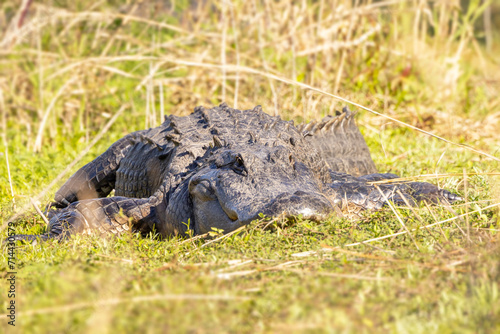 American alligator  Alligator mississippiensis  basks in the sun on a grassy bank of the Myakka River in Florida