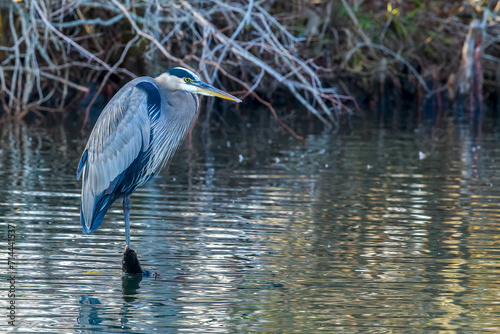 Great Blue Heron Standing on a Cypress Knee in the Audubon Park Lagoon in New Orleans, LA, USA