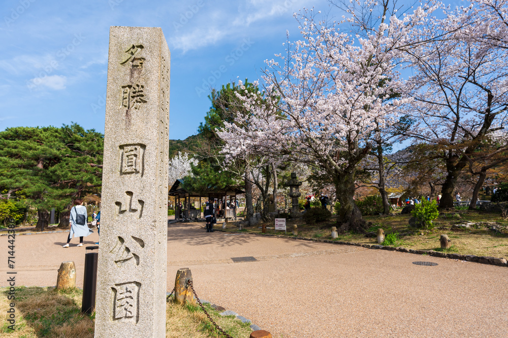 Obraz premium Kyoto, Japan - March 27 2023 : Cherry blossom festival in Maruyama Park next to Yasaka Shrine in the Higashiyama District.