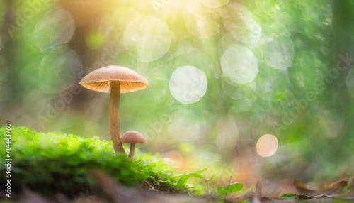 mushrooms in the forest,mushroom, nature, fungus, forest, autumn, fungi, grass, 