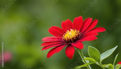 red daisy flower
