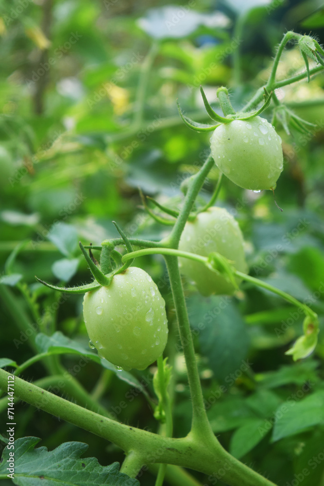 Some tomatoes growing in a small village garden