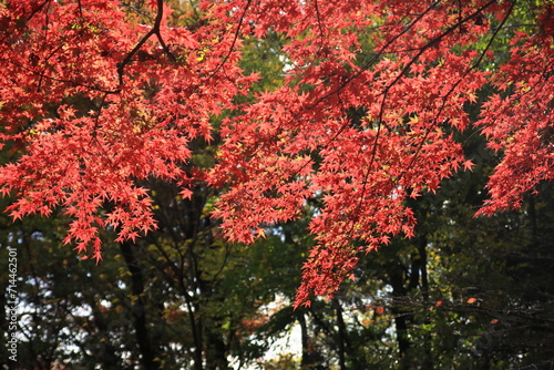 カラフルに色づいた楓の葉たち(東京都_石神井公園)