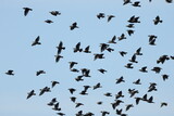 flock of Starlings in flight in the blue sky