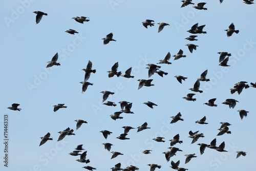 flock of Starlings in flight in the blue sky © shuttered
