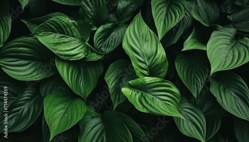 green leaves on a wall background